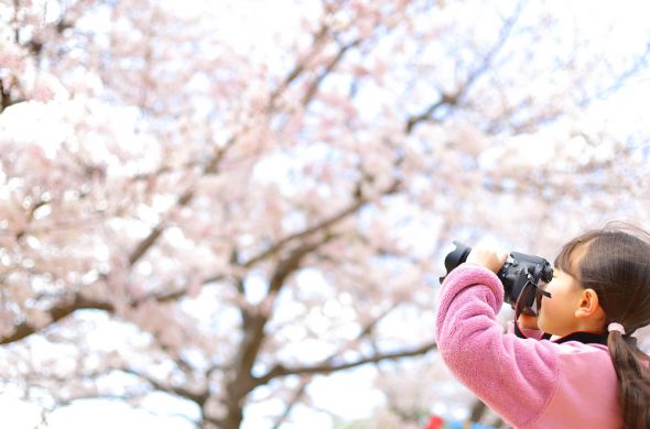 日本三大桜