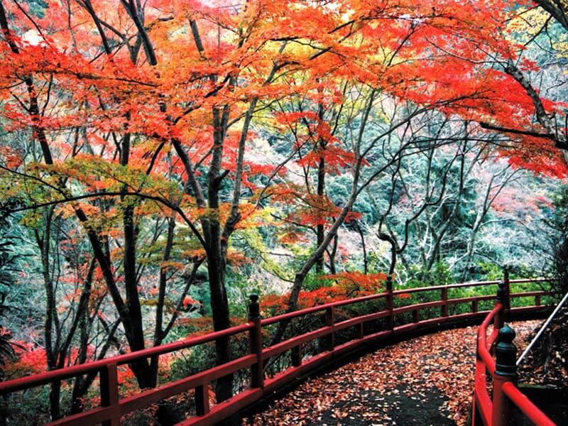 湧ヶ淵　－秋－｜奥道後 壱湯の守