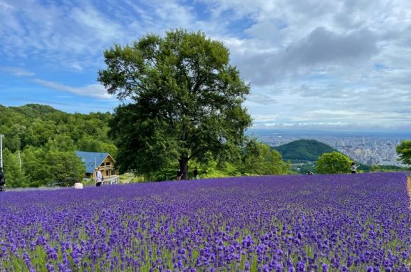 幌見峠ラベンダー園