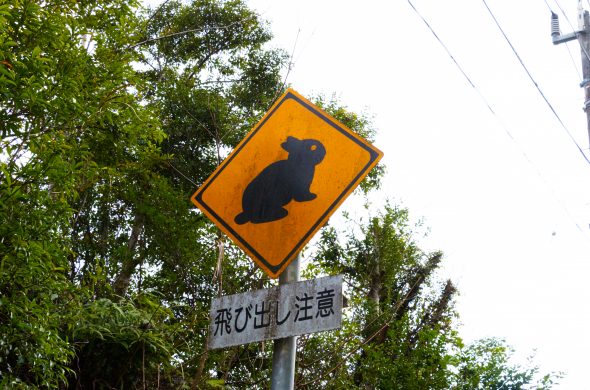 アマミノクロウサギ