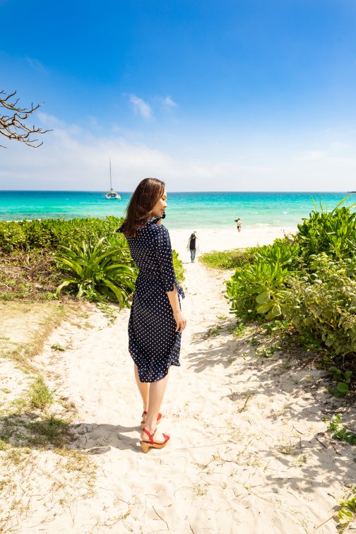 ブルータートル