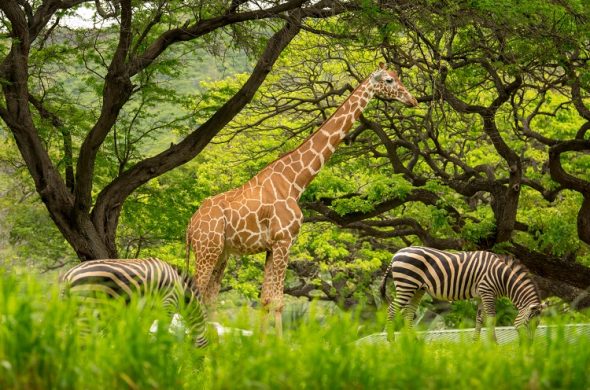 ハワイ　動物園