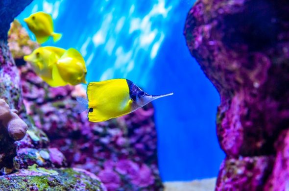 ハワイ　水族館