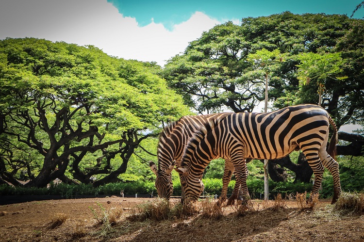 ハワイ　動物園