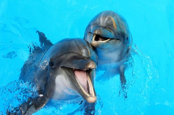 ハワイ　水族館　イルカ