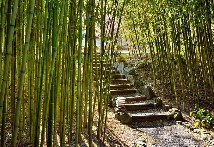 青々とした竹林が美しい竹林庭園｜奈良偲の里　玉翠