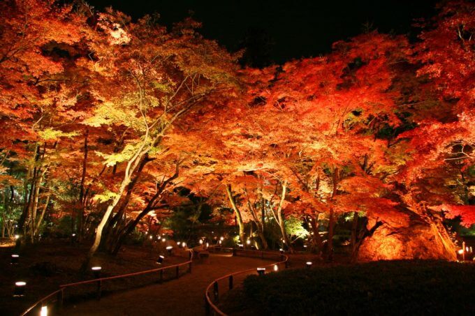宝厳院のライトアップされた紅葉