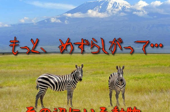 ケニア旅行いつから行ける？最新入国方法