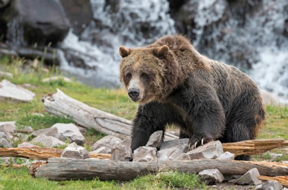 野生のブラックベア（イメージ）