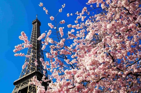 フランスベストシーズン パリの桜