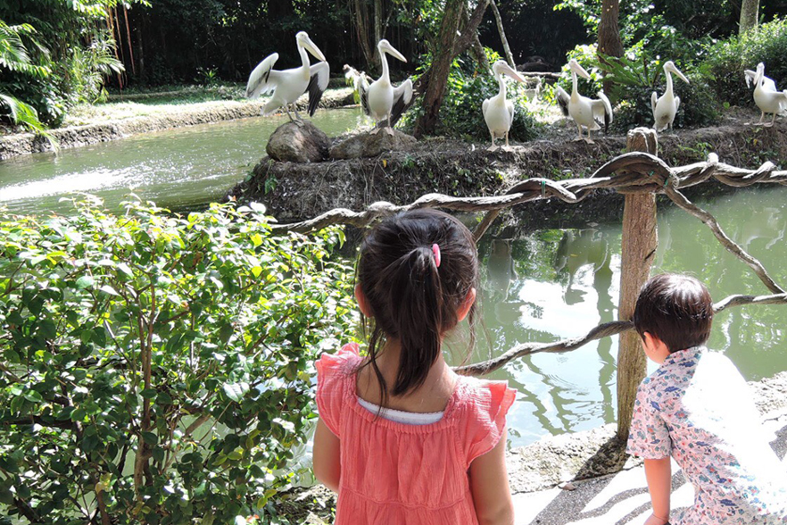 シンガポール 動物園にて