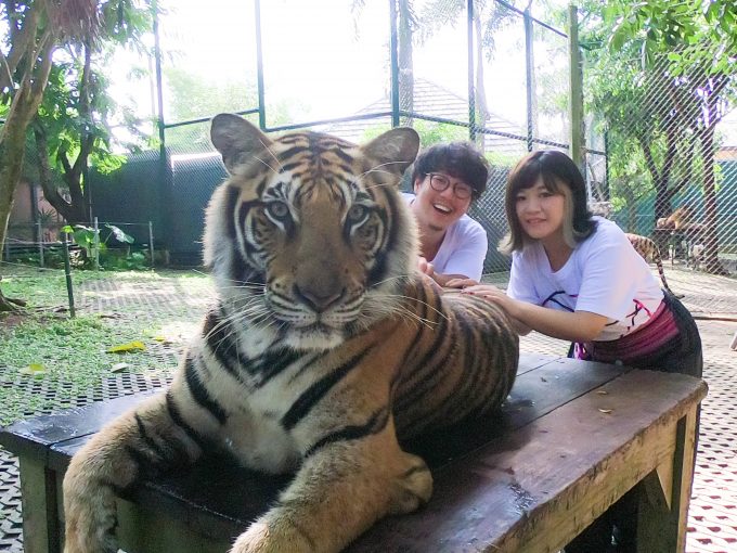 タイガーキングダム