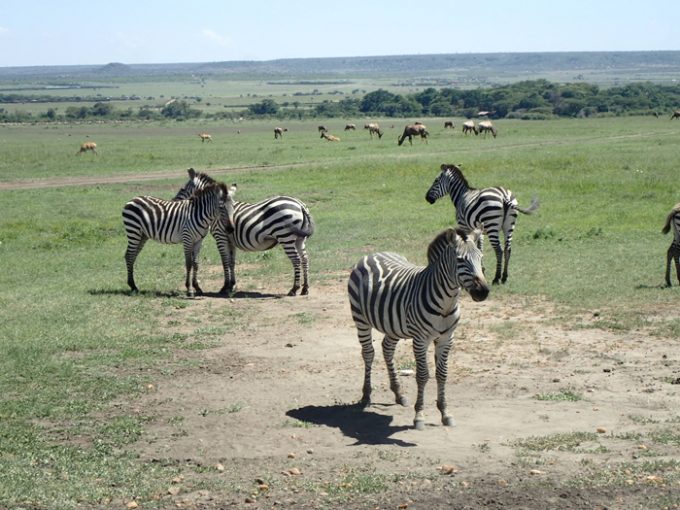 野生動物の楽園「マサイマラ国立保護区」