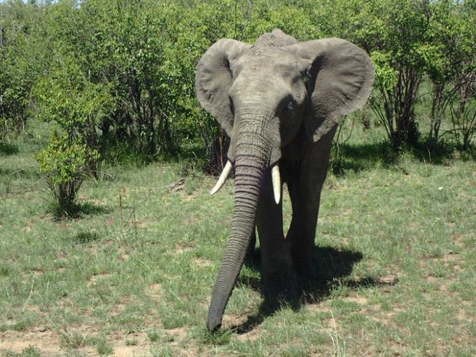 おっとりしたアフリカゾウ