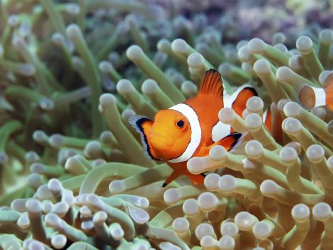 セブ島 ダイビング クマノミ