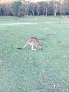 野生のカンガルーがいる公園