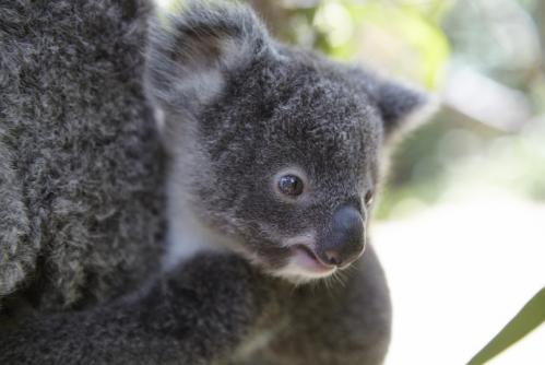 ふわふわコアラ