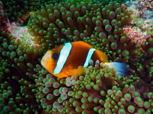 グレートバリアリーフの綺麗な海
