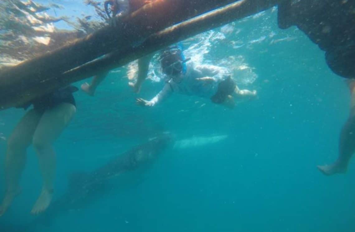 ダイビング 水中からの写真