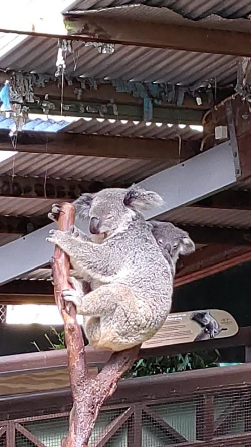 「キュランダ村」コアラ