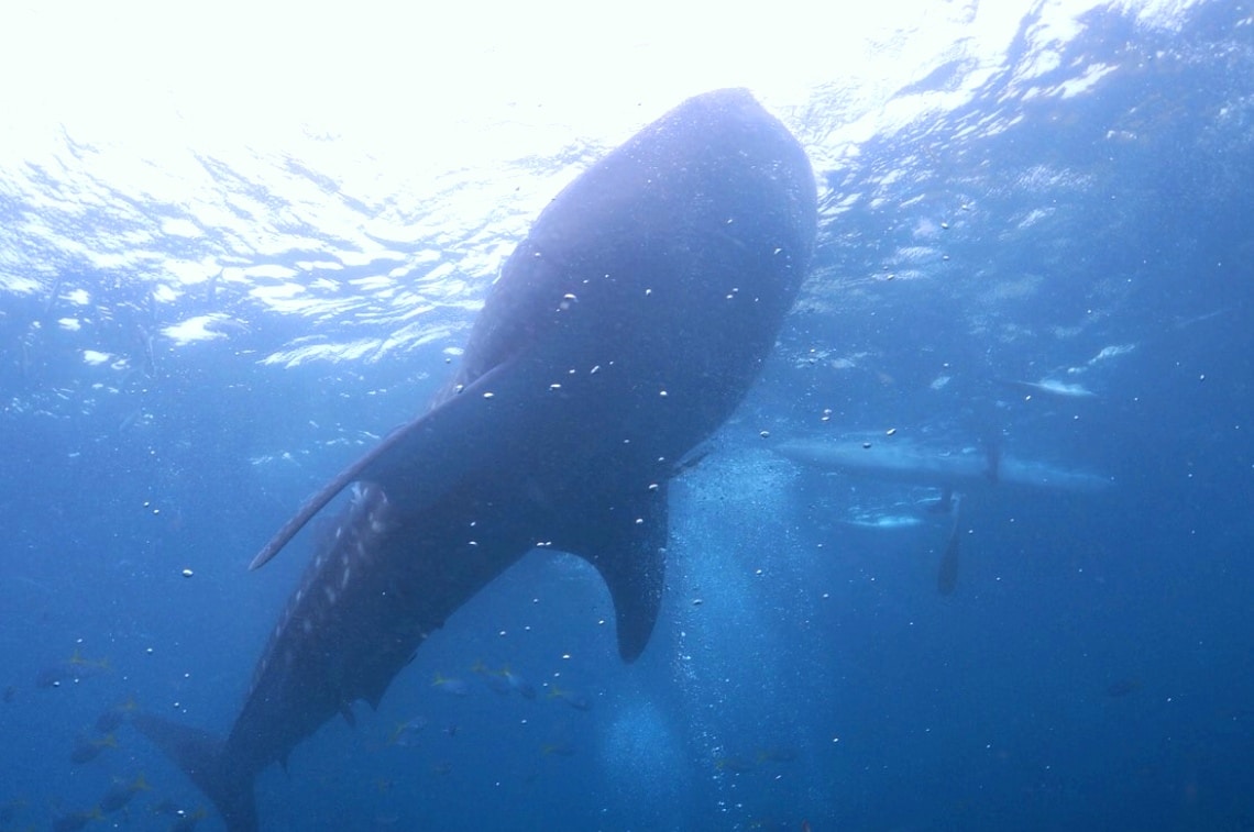 whale shark in Cebu
