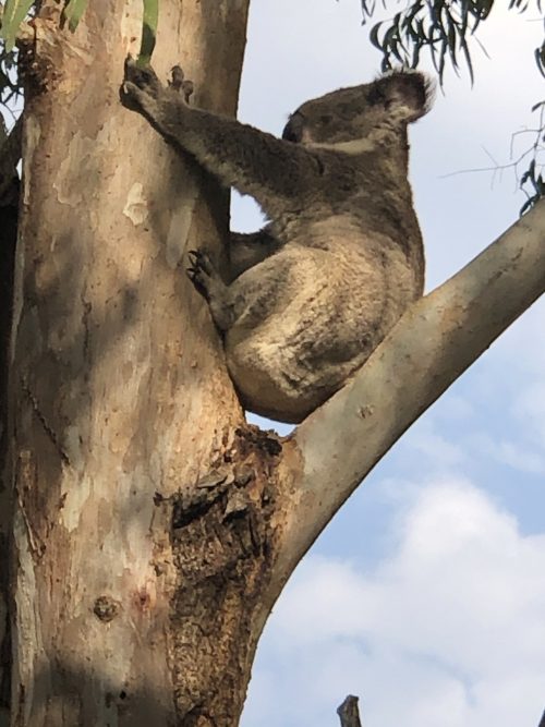 自然保護区の半野生のコアラ