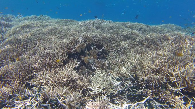 サンゴ礁と魚たち