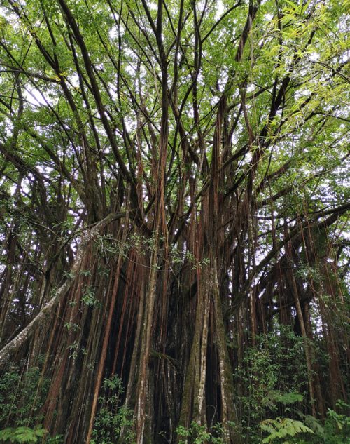 神秘的な熱帯植物の森