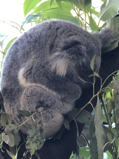 ケアンズの動物園「ワイルドライフドーム」のコアラ