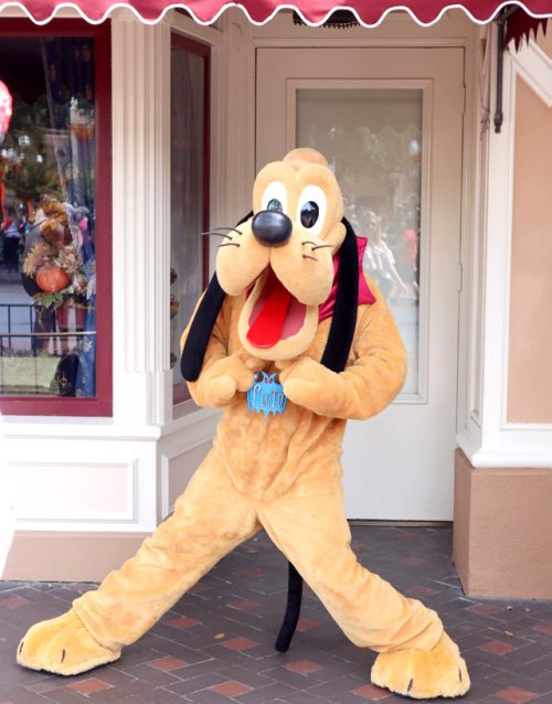 少しだけハロウィン仕様のプルート