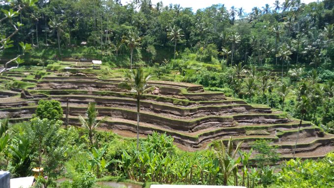 ウブドのライステラス