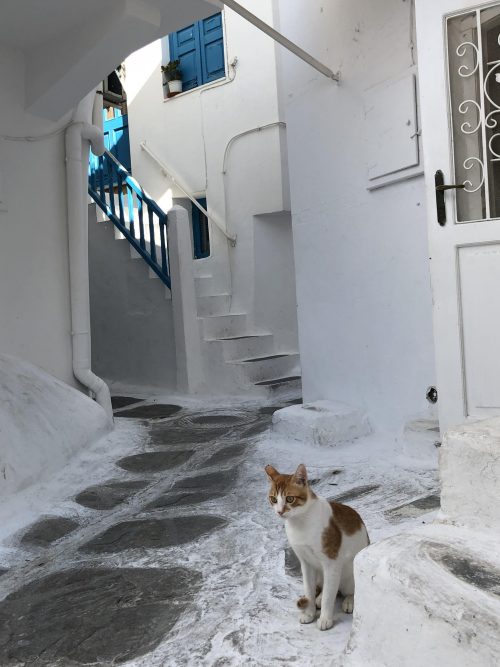 ミコノス名物、猫と迷路