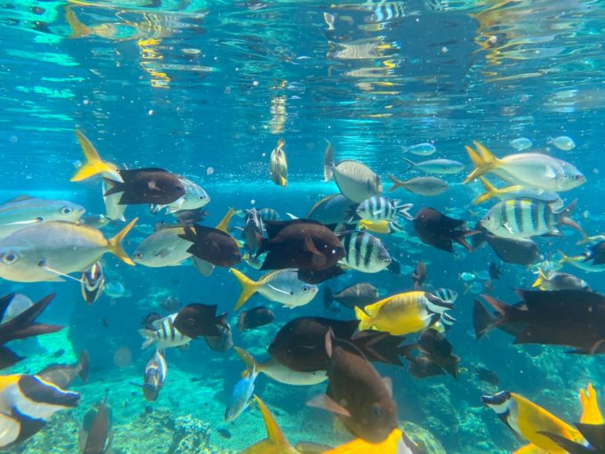 アドベンチャー・コーブ・ウォーターパークの魚