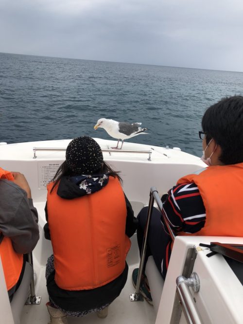 クルージングでは途中、海猫に餌付け体験！