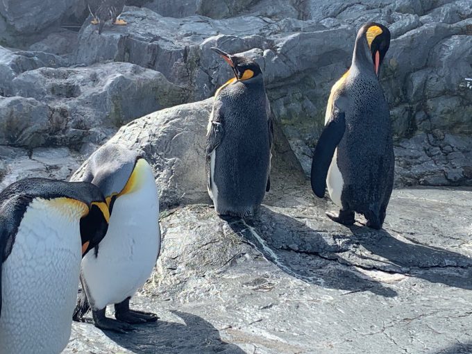 旭山動物園のペンギンたち