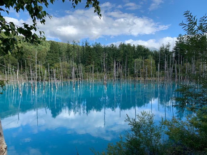 神秘的な美瑛の「青い池」