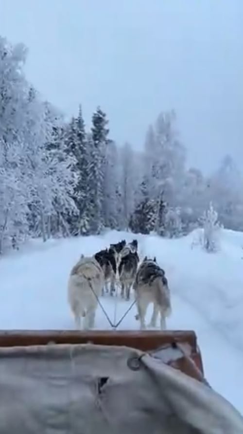 爽快な犬ぞり体験でした！