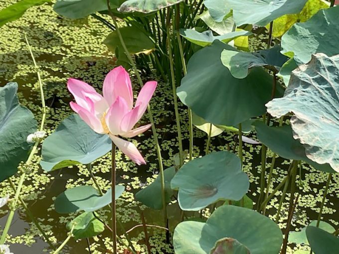 お散歩中に見た蓮の花