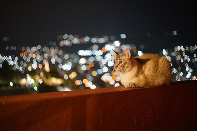 グアナファトで夜に見かけた猫
