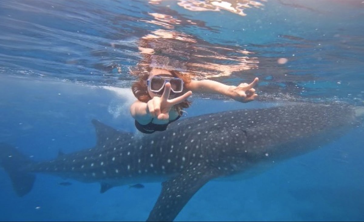 ジンベエザメと泳ぎました!大接近!