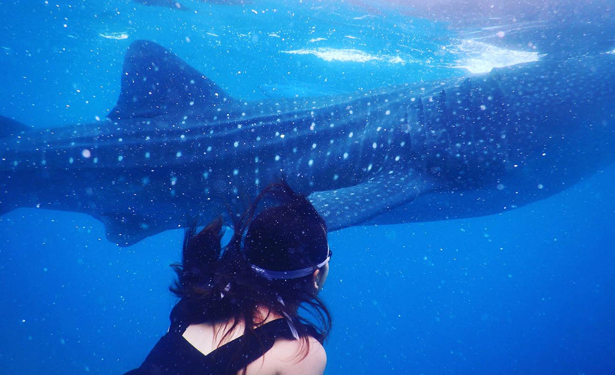 ジンベエザメがこんなに間近に！