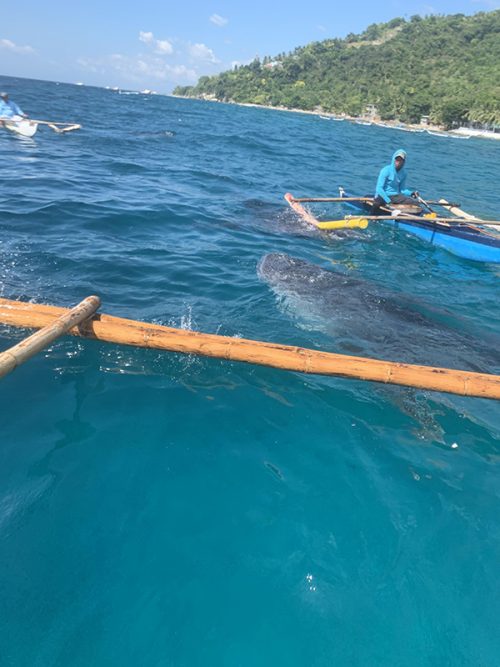 海面に上がってくるジンベエザメ