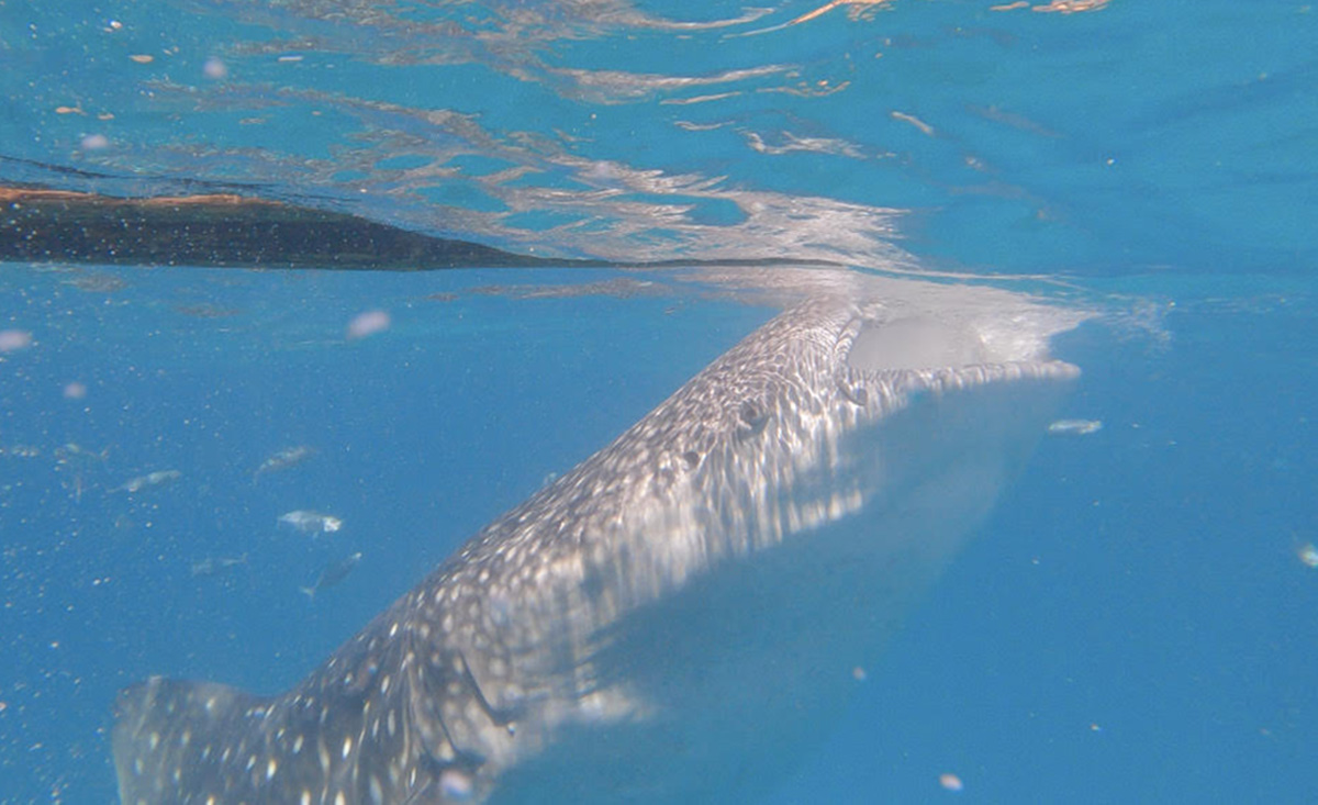 すごい迫力のジンベエザメ！