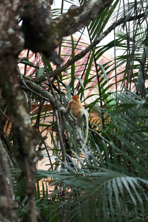 野生のテングザル