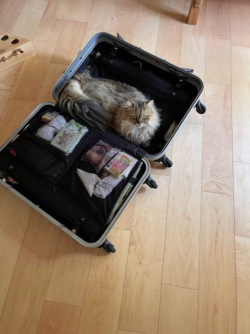スーツケースに愛猫がすっぽり