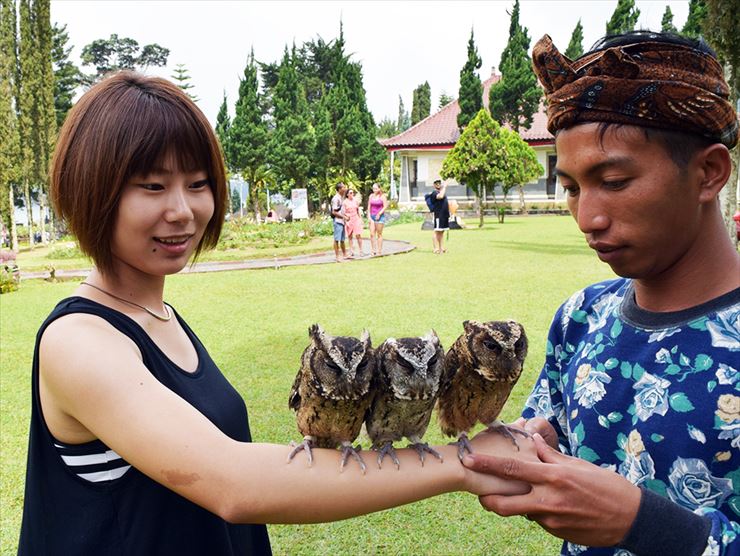 可愛い仕草のミニフクロウに癒されます