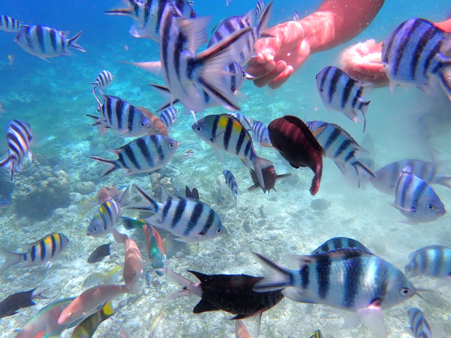 シュノーケリング 魚 餌やり