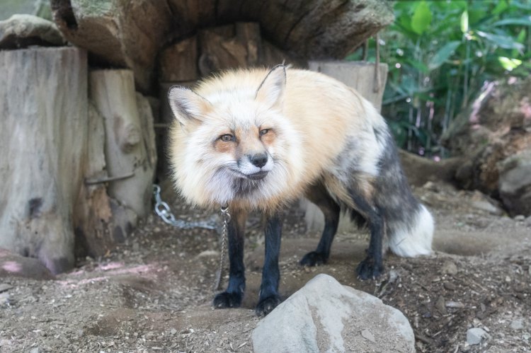 ノースサファリサッポロでこちらを向いて微笑むキツネ