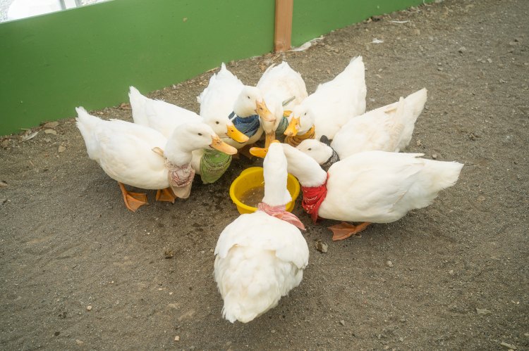 ノースサファリサッポロで人気のアヒルレース