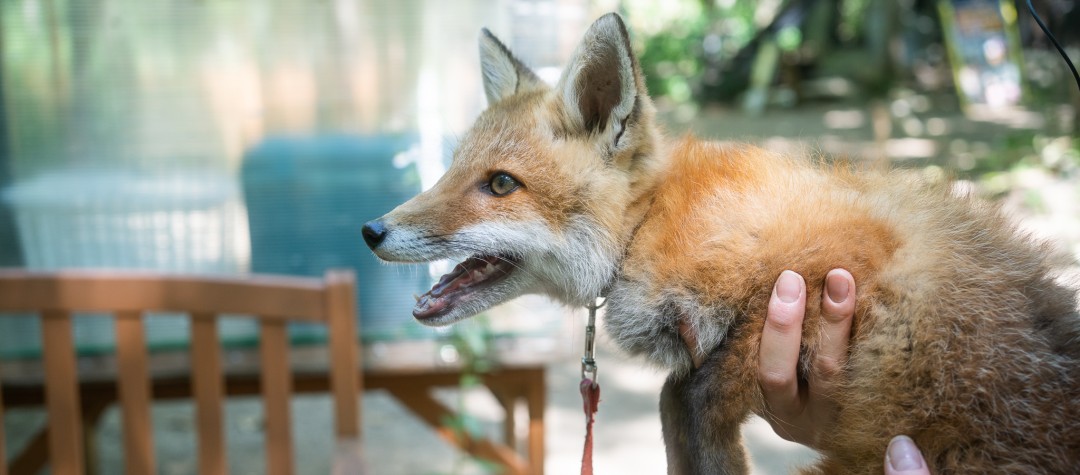 ノースサファリサッポロのキタキツネの赤ちゃん